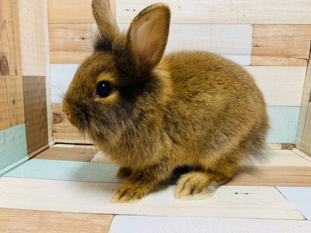 ライオンラビット