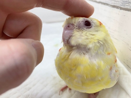 ビセイインコ（美声インコ）