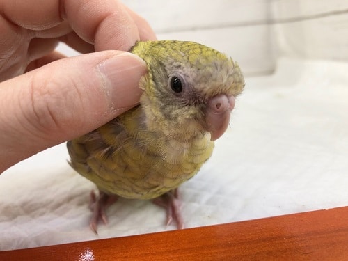 ビセイインコ（美声インコ）