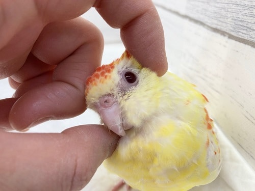 ビセイインコ（美声インコ）