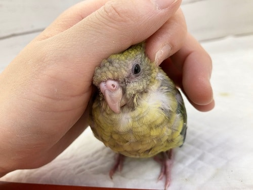 ビセイインコ（美声インコ）