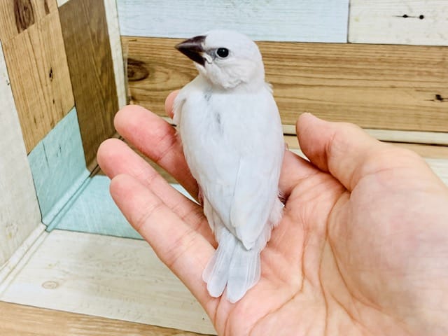 シルバー文鳥