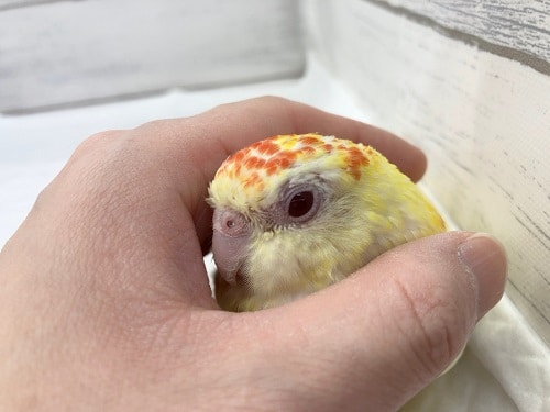 ビセイインコ（美声インコ）