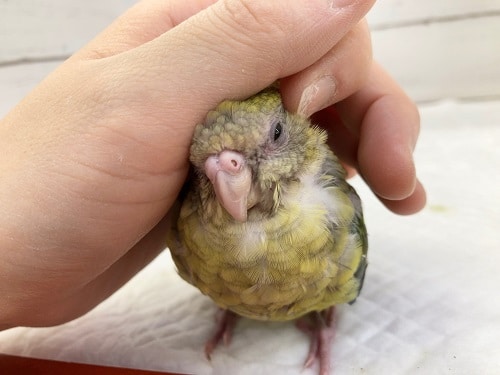 ビセイインコ（美声インコ）