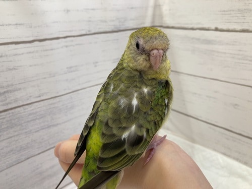 ビセイインコ（美声インコ）