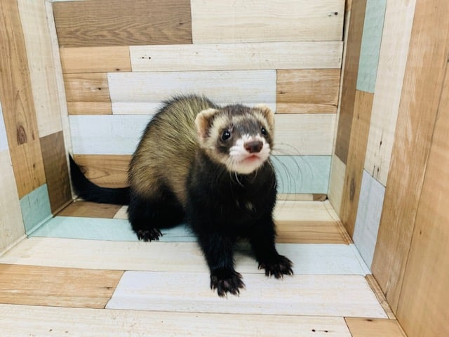 フェレット