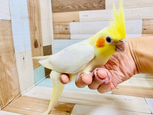オカメインコ