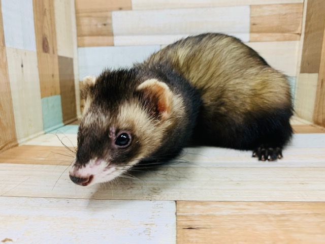 フェレット