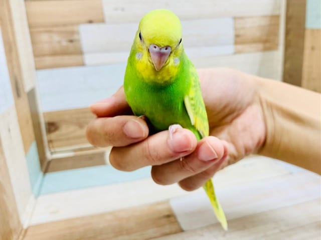 セキセイインコ