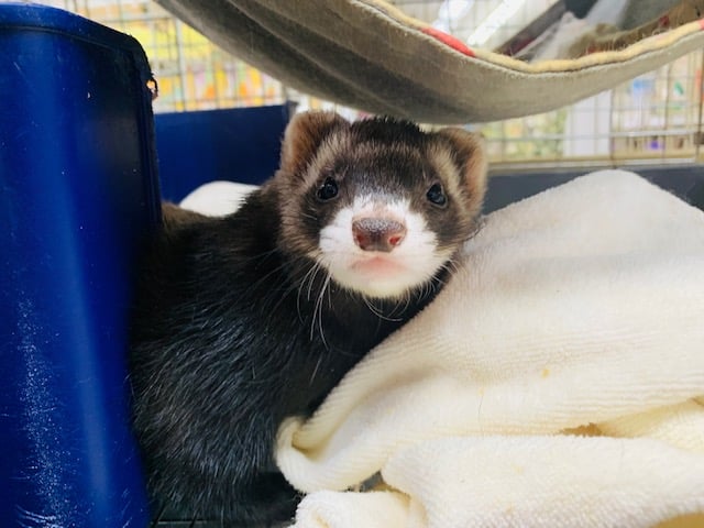 フェレット