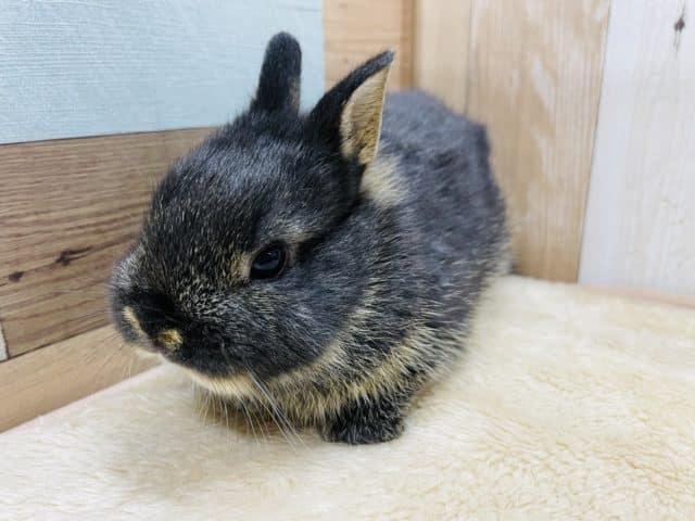 ネザーランドドワーフ