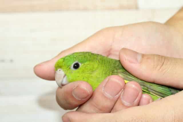 サザナミインコ