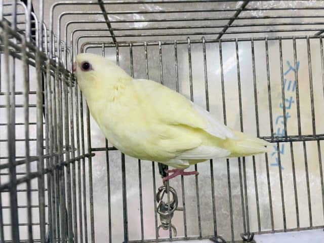 サザナミインコ