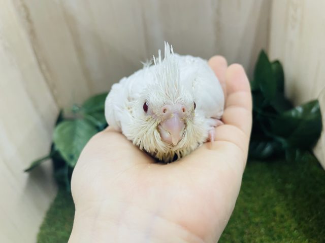 オカメインコ