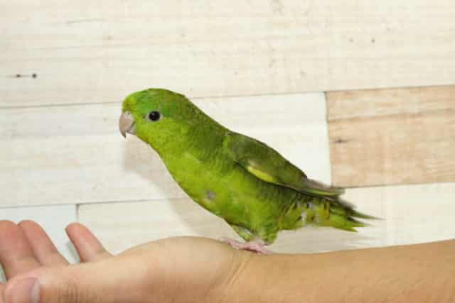 サザナミインコ