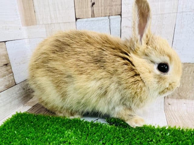 ネザーランドドワーフ