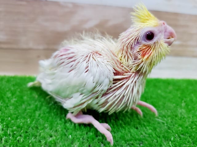 オカメインコ