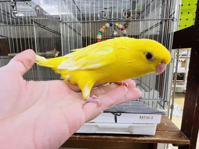 サザナミインコ