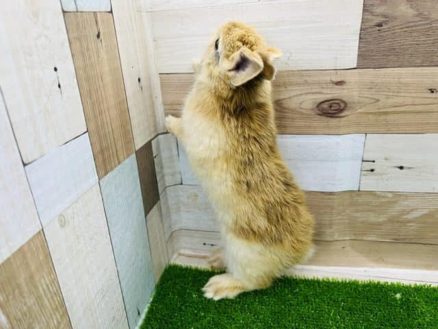 ネザーランドドワーフ