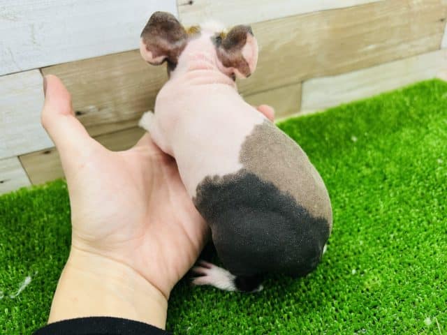 スキニーギニアピッグ