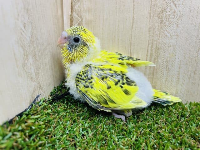 セキセイインコ