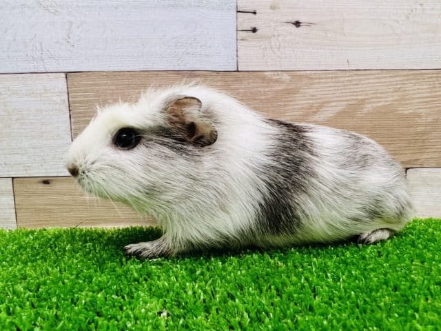 クレステッドモルモット