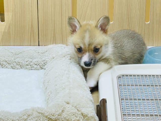 ウェルシュコーギー・ペンブローグ