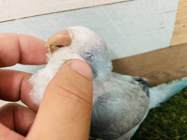 オキナインコ