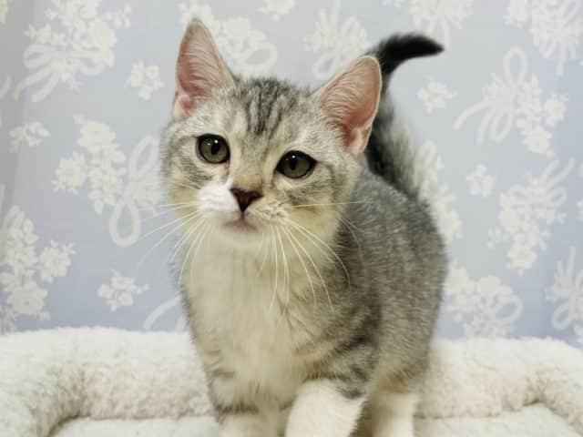 スコティッシュフォールド