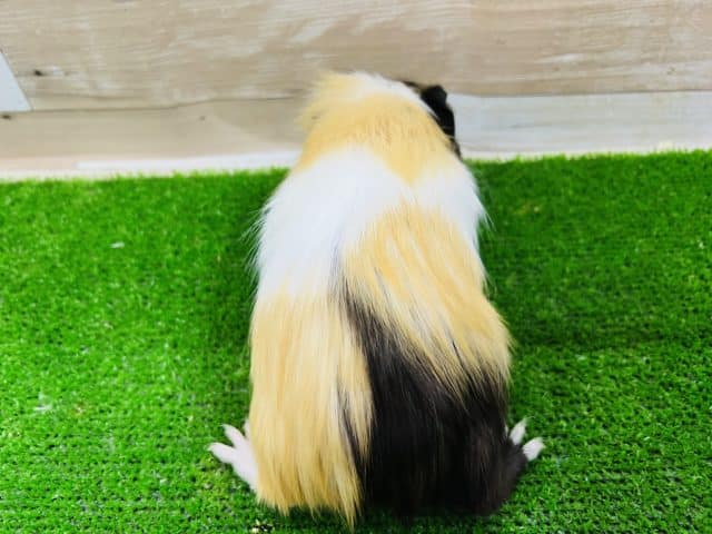 イングリッシュモルモット