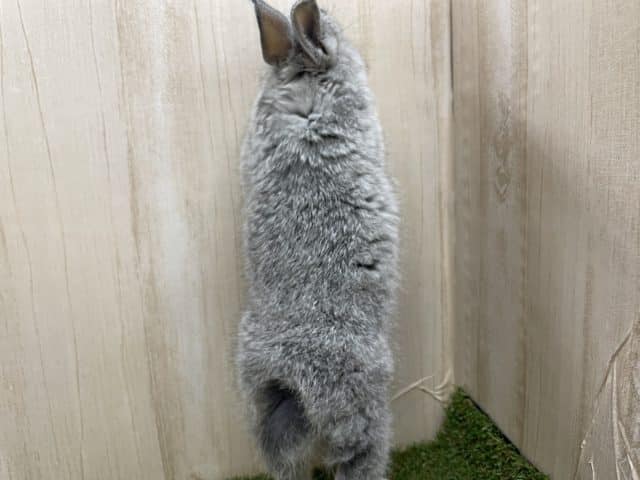 ネザーランドドワーフ