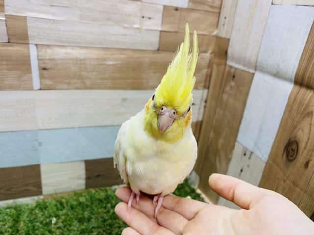オカメインコ