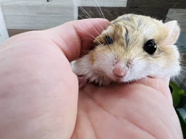 マカロニマウス（ファットテールジャービル、オブトアレチネズミ）