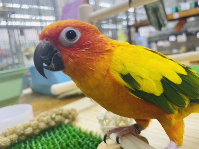 コガネメキシコインコ