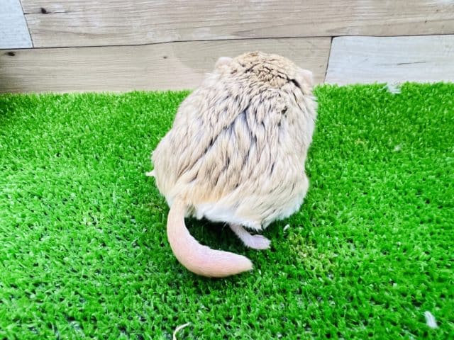 マカロニマウス（ファットテールジャービル、オブトアレチネズミ）