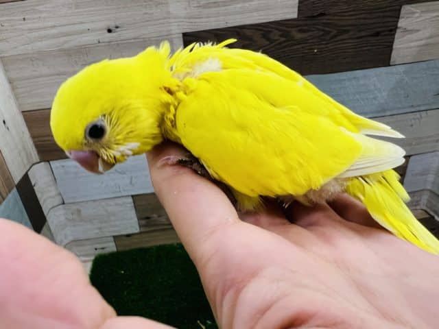 パキッと黒目なの♡ダブルファクターイエローのセキセイインコ☆ セキセイインコ