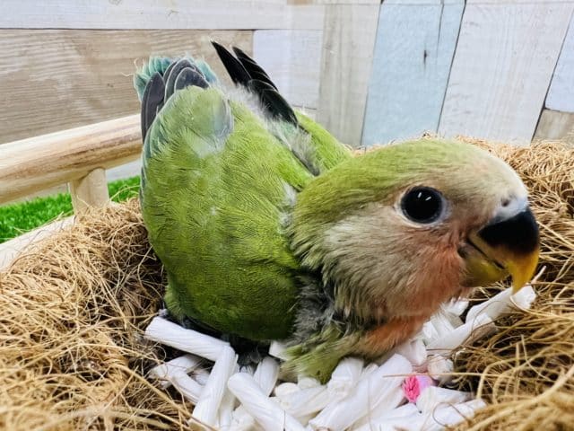 コザクラインコ（小桜インコ）