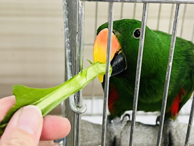 オオハナインコ