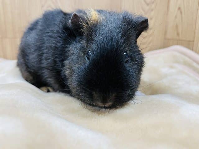 テディモルモット