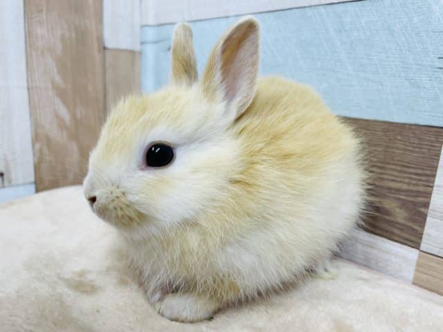 ネザーランドドワーフ