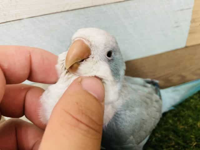 オキナインコ