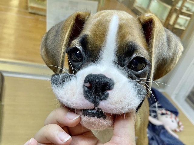 初入舎の構ってよボーイ♥ボクサーくん! ボクサー