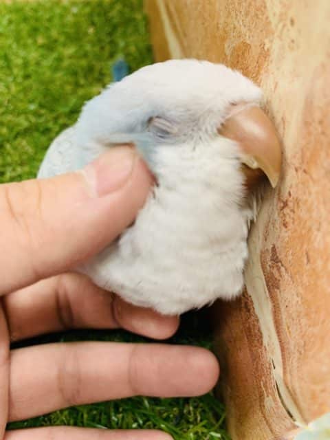 オキナインコ