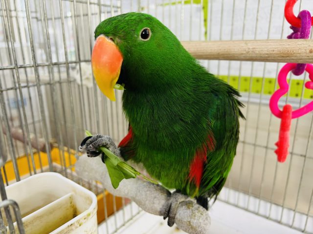 オオハナインコ