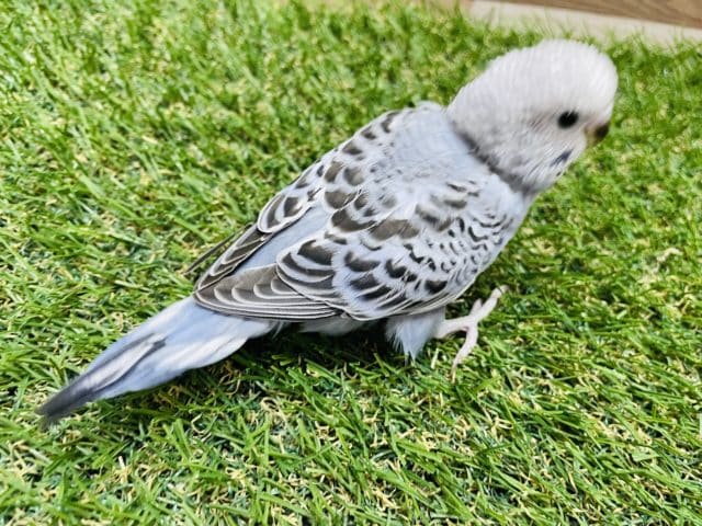 最新画像有り☆落ち着きを感じるカラーのヒナさん!セキセイインコのオパーリンカラー! セキセイインコ