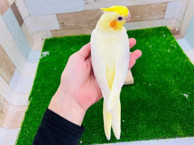 オカメインコ