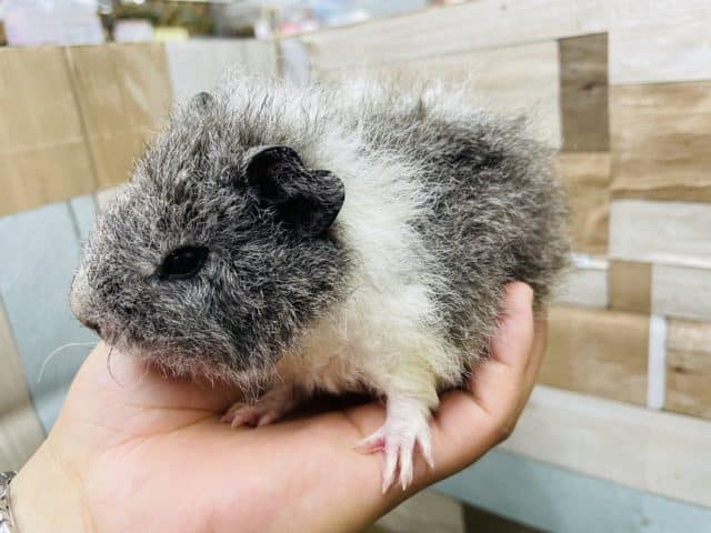 テディモルモット