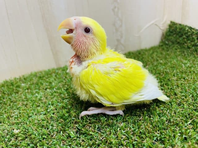コザクラインコ（小桜インコ）