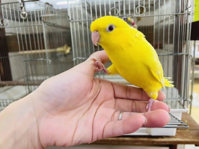 サザナミインコ