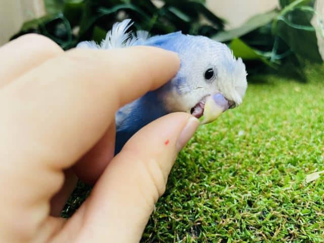 羽衣セキセイインコ